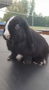 Black And White Holland Lop Black Vm Holland Lop Holland Lop Animals Holland