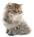 Kittens for Sale\Persian Kittys\Himalayan Kittens ...