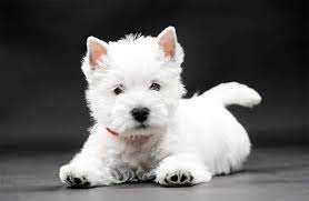 It's pretty much as big as her, but she lets it sleep on her lap when she's relaxing at home. 8 Dog Breeds With Pointy Ears And The Benefits Of Pointy Ears