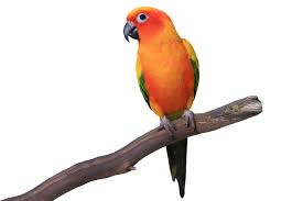 Q & A: “At What Age Is A Pair Of Parrots Ready To Breed?” | Parrots Daily  News