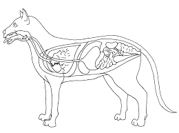 Take a little time to observe your cat's behavior and you will start to get a feel of when your cat holds her tail high in the air as she moves about her territory, she's expressing confidence and contentment. Http Co4h Colostate Edu Statefair Washingtonstatecatprojectunit3 Pdf