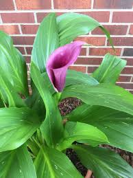460 likes · 6 talking about this · 126 were here. Calla Lily Winter Care Winter Care For Calla Lilies