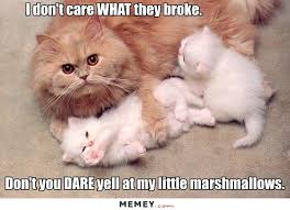 What does it take to get him confident? 24 Kitten Memes That Are Too Adorable To Ignore Sayingimages Com