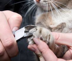 Which is why one will occasionally find the odd claw castoff on the carpet. How To Take Care Of Your Cat S Nails