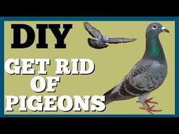 Trick To Get Rid Of Pigeons On Roof Dad S Den Youtube Get Rid Of Pigeons Pigeon Repellent How To Get Rid