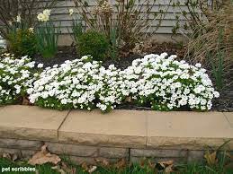 Candytuft An Easy Year Round Garden Beauty Garden Sanity By Pet Scribbles