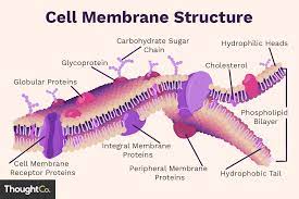 Because materials cannot get through cell walls, fungal cells have special openings called pores. Cell Membrane Function And Structure