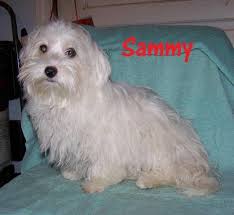 She has done us proud! Havanese Puppies For Sale In Fayetteville North Carolina Classified Americanlisted Com