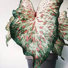 Tanaman hias keladi ini mempunyai bentuk yang cantik dan warna eksotis. Sungguh Indah 10 Jenis Tanaman Keladi Paling Cantik