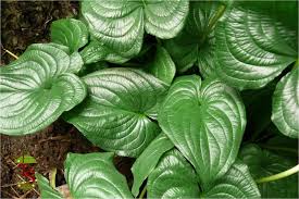 Image result for Cyanastrum