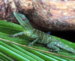 Image result for Anolis punctatus