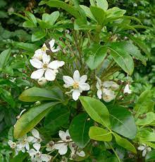 Citrus (rutaceae) family subshrub grown for its shiny deep green foliage and overwhelmingly orange blossom scented blooms; Gardening 101 Mexican Orange Blossom Gardenista