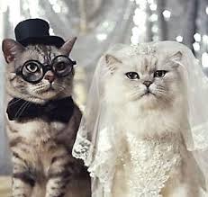 Planning Your Dream Cat Wedding Crazy Cats Funny Cat Pictures Funny Animals