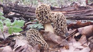 Jan 14, 2021 · the question of how morels grow is very popular amongst mushroom hunters. On The Hunt For The Elusive Morel Mushroom In Ohio S Appalachian Country The Salt Npr