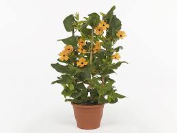 Image result for Thunbergia battiscombei