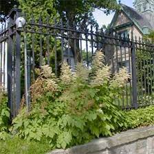 Any of several eurasian plants of. Goatsbeard Aruncus Dioicus Wisconsin Horticulture