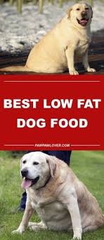 It has a total of 8% fat and 34% protein, which are ideal amounts for a dog looking to lose weight. Fat Dogs