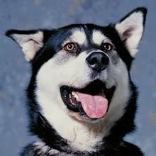 Check spelling or type a new query. Puppyfind Alaskan Malamute Puppies For Sale