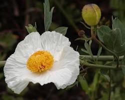 Image of Romneya flower