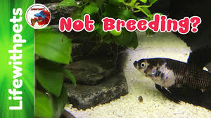 Why We Re Not Breeding Betta Fish Youtube