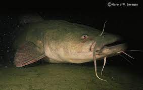 Flathead Catfish Pylodictis Olivaris Species Profile