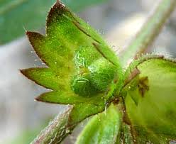 Image result for Acalypha segetalis