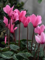 Cyclamen Flower Essence Absorb Light Codes Calming Freedom Joy Uplifting Divine Feminine In 2021 Flower Essences Beautiful Flowers Flowers