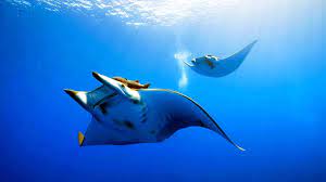 Deep Sea Pics Deep Sea Fish Wallpapers For Desktop Ocean Life Ocean Animals Animals