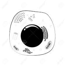 Animal cell clipart black and white. Animal Cell Structure In Black And White Illustration Royalty Free Cliparts Vectors And Stock Illustration Image 96958722