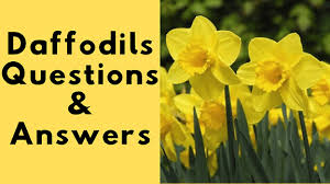 Daffodils Questions Answers In 2020 This Or That Questions Daffodils Question And Answer