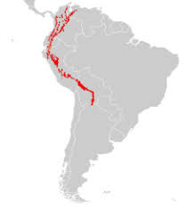 Black Bear Range Map The Spectacled Bear Tremarctos Ornatus Also Known As The Andean Bear Or Andean Short Faced Bear Range Spectacled Bear Bear Species Short Faced Bear