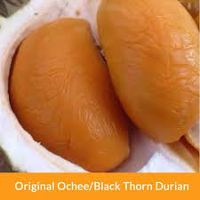 Durian ochee / duri hitam. Bibit Durian Duri Hitam Durian Balck Thorn Durian Ochee Unggul Lazada Indonesia