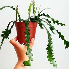 Untuk itu, kamu harus memilih tanaman yang tepat untuk dekorasi yang satu ini. Jual Jual Tanaman Hias Gantung Wijaya Kusuma Keris Epiphyllum Anguliger Tanaman Hias Di Lapak Agen Biji Rumput Bukalapak