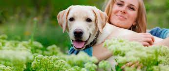 Check spelling or type a new query. Home Urgent Care Veterinarian In Missoula Mt Pet Emergency Center Pet Emergency Center Veterinarian In Missoula Mt Us