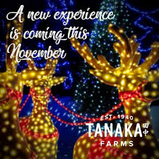 Get your christmas tree at tanaka farms this winter! Tanaka Farms In Irvine Presents Hikari A Festival Of Lights Cleverly Catheryn