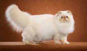 Maybe you would like to learn more about one of these? Himalayan Cat Breed Information