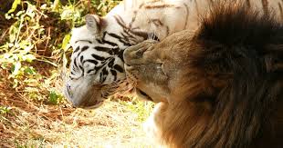 Angry kitten cats caged feral wild pets. Big Cat Sanctuaries That Deserve Your Support Cole Marmalade
