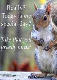 Picmonkey Photo Editing Made Of Win Squirrel Funny Funny Squirrel Pictures Squirrel Pictures