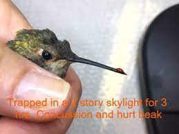 We did not find results for: Common Problems I Found A Hummingbird