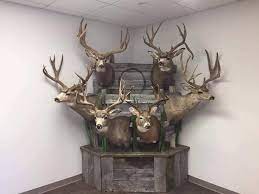 See our happy hunters trophy room, alabama whitetail deer hunting seasons at blackwell bend hunting lodge. Trophy Room Deer Hunting Decor Deer Mount Decor Deer Decor