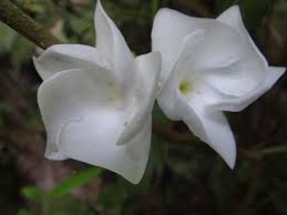 Image result for Callichilia