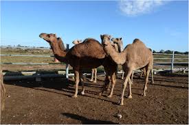 People who are lactose intolerant have also been known to be able to drink camels milk without problem and the milk is safe for children to drink. How Many Large Camelids In The World A Synthetic Analysis Of The World Camel Demographic Changes Springerlink