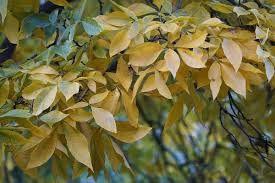 نتیجه جستجوی لغت [hickory] در گوگل