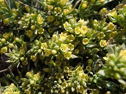 Image result for Thesium multiramulosum