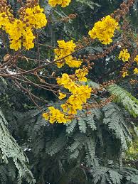 Image result for Peltophorum pterocarpum