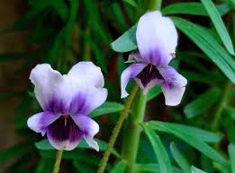 Image result for Viola hederacea