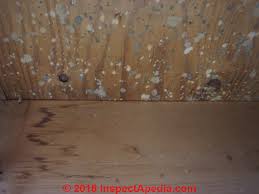 Cleaning the area regularly will help you to prevent it in the first place. Basement Mold How To Find Test For Mold In Basements A How To Photo And Text Primer On Finding And Testing For Mold In Buildings