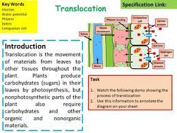Ap Biology Translocation In Plants Lesson Activities Plant Lessons Ap Biology Middle School Science Experiments
