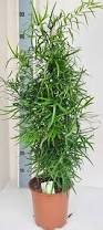 Image result for Asparagus falcatus