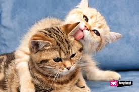 Why do cats lick each other's private area? Why Do Cats Lick Each Other Understanding Your Cat
